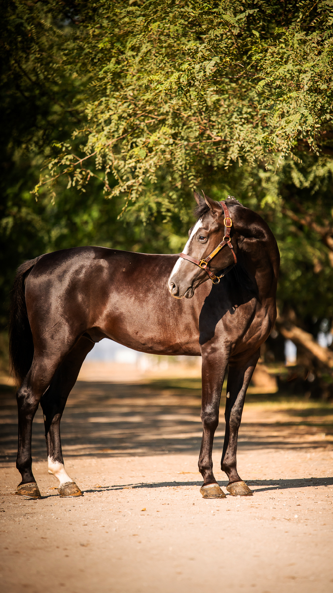 Pegasus Jaipur